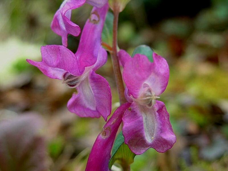 Corydalis cava / Colombina cava